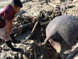 Gajah Sumatera Ditemukan Mati Setelah Banjir Aceh, Kondisi Terjepit Kayu Hutan