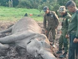 Gajah Dona Mati di TNWK Apa Dampaknya Bagi Konservasi?