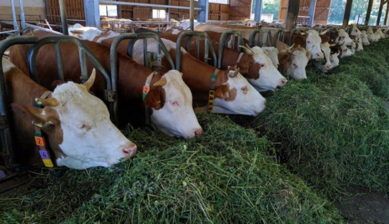 Kandang Sapi Milik Pemprov