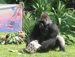 Momen Gorila Komu Malu Makan Tumpeng Buah Ulang Tahunnya di Ragunan